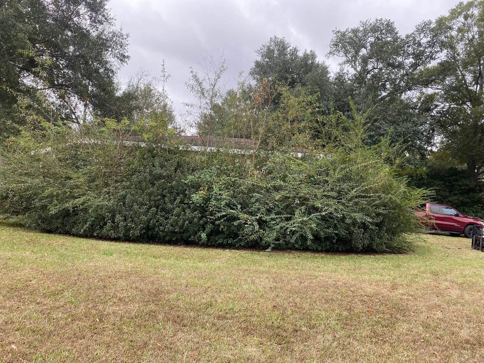 Overgrown Northshore property with heavy brush and hedges ready to be cleared